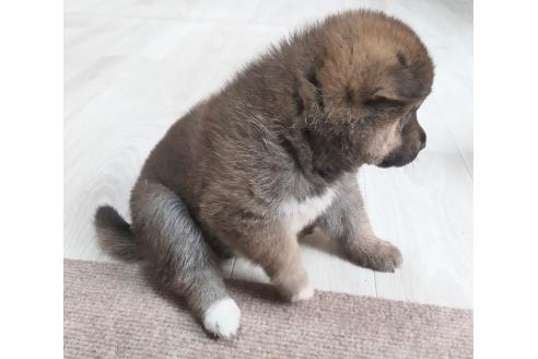 販売中の秋田県の柴犬-396402の2枚目